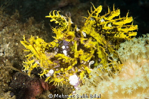 A rhinopia in Ambon. by Mehmet Salih Bilal 